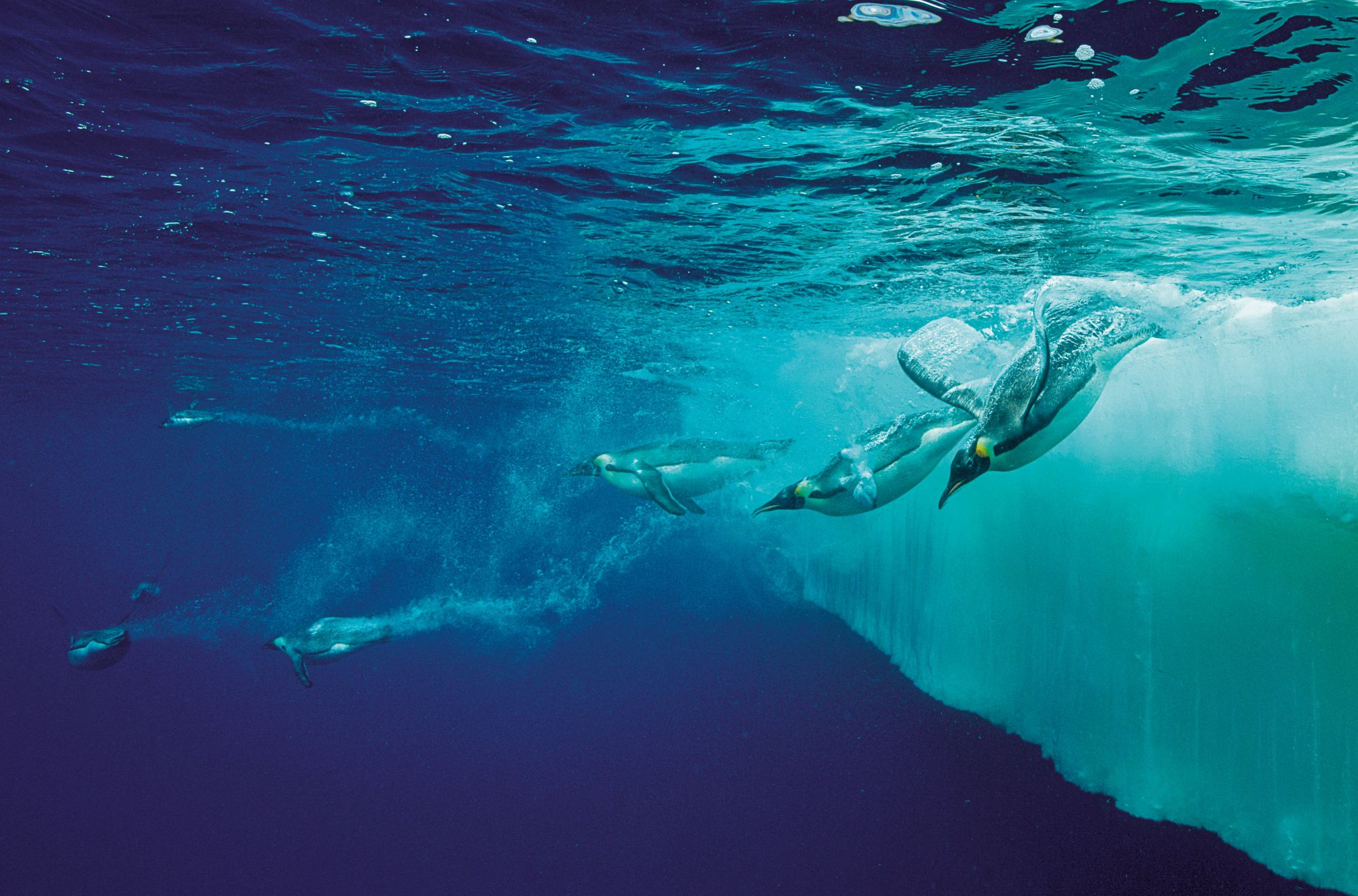5 Luxury Watches That Are Saving The Seas | Tatler Asia