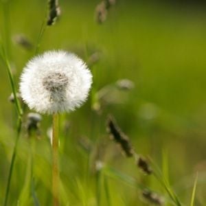 Dandelion Root Tiana Harilela
