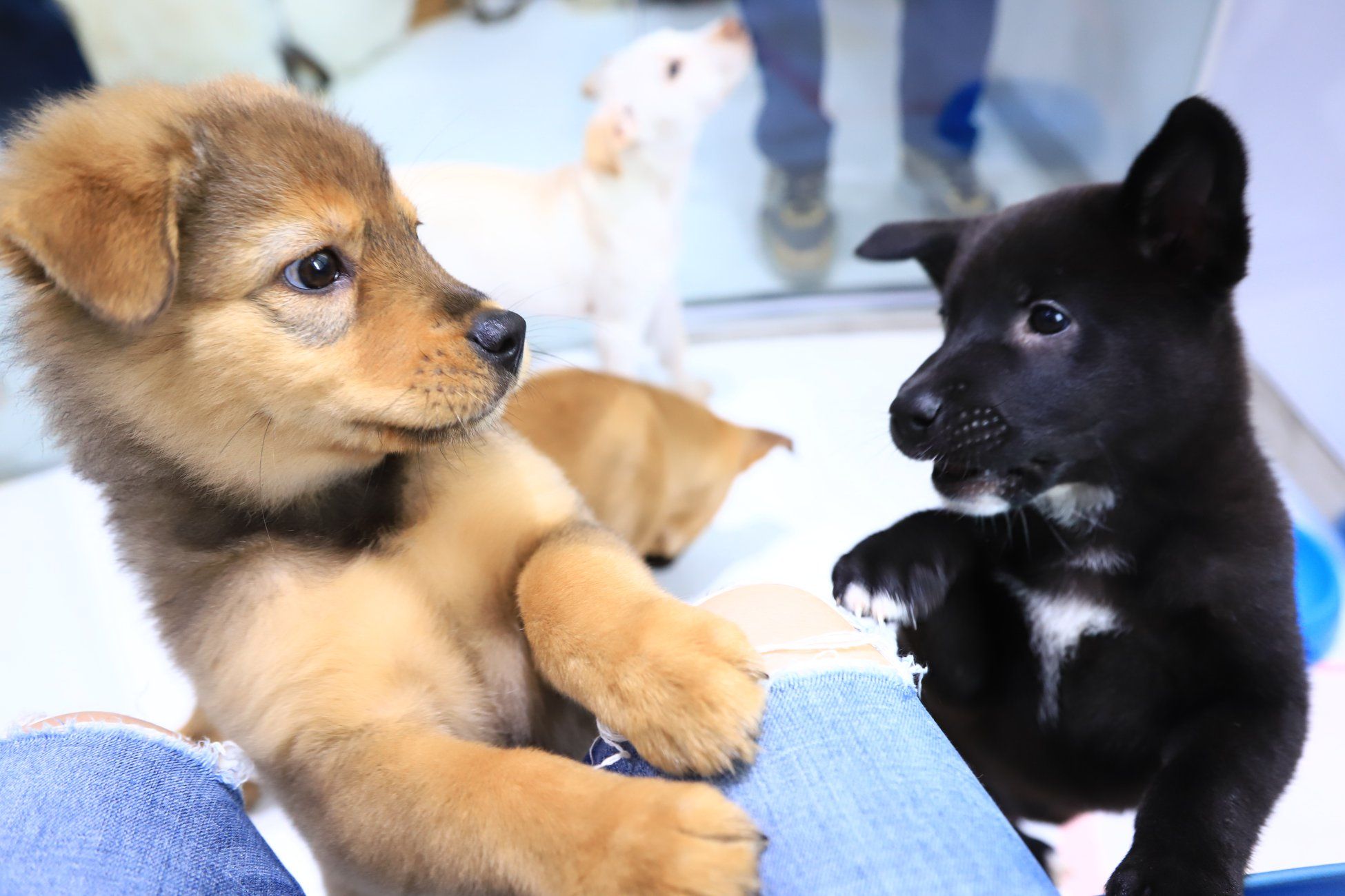 Hong Kong Dog Rescue