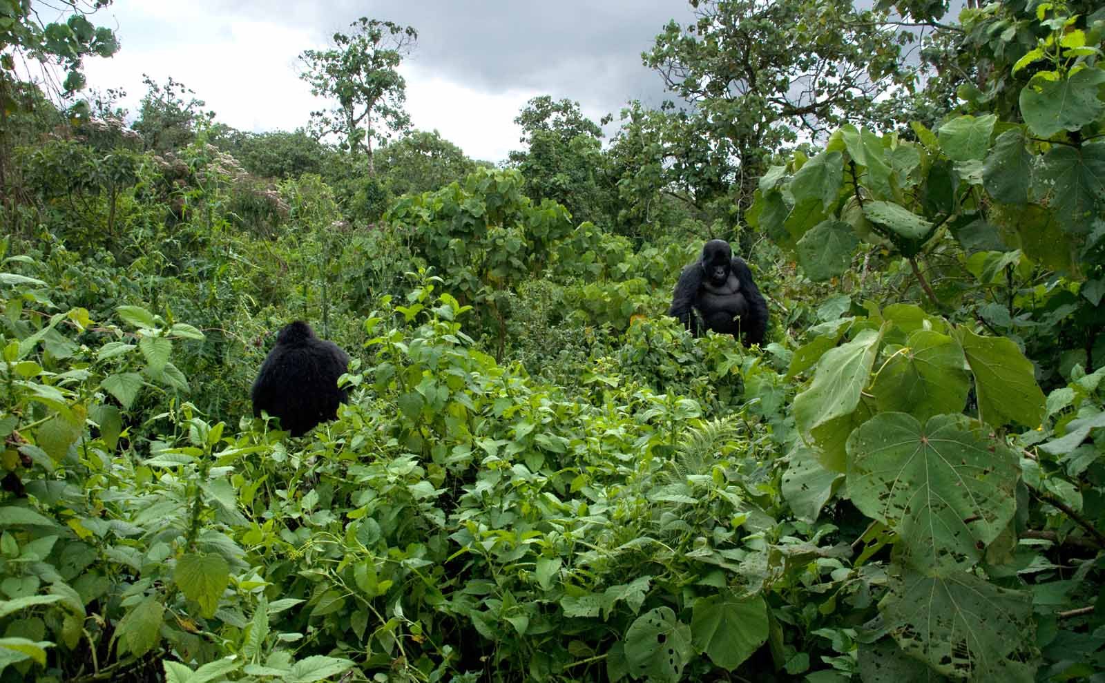 In a green mist forest appear a couple of gorillas; an adult female, all black colored and the huge Kwitonda, the dominant male chief of the pack