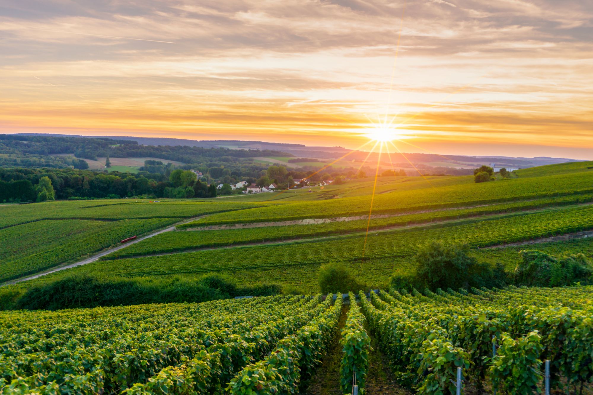 Row vine grape in champagne vineyards at montagne de reims, Reims, France