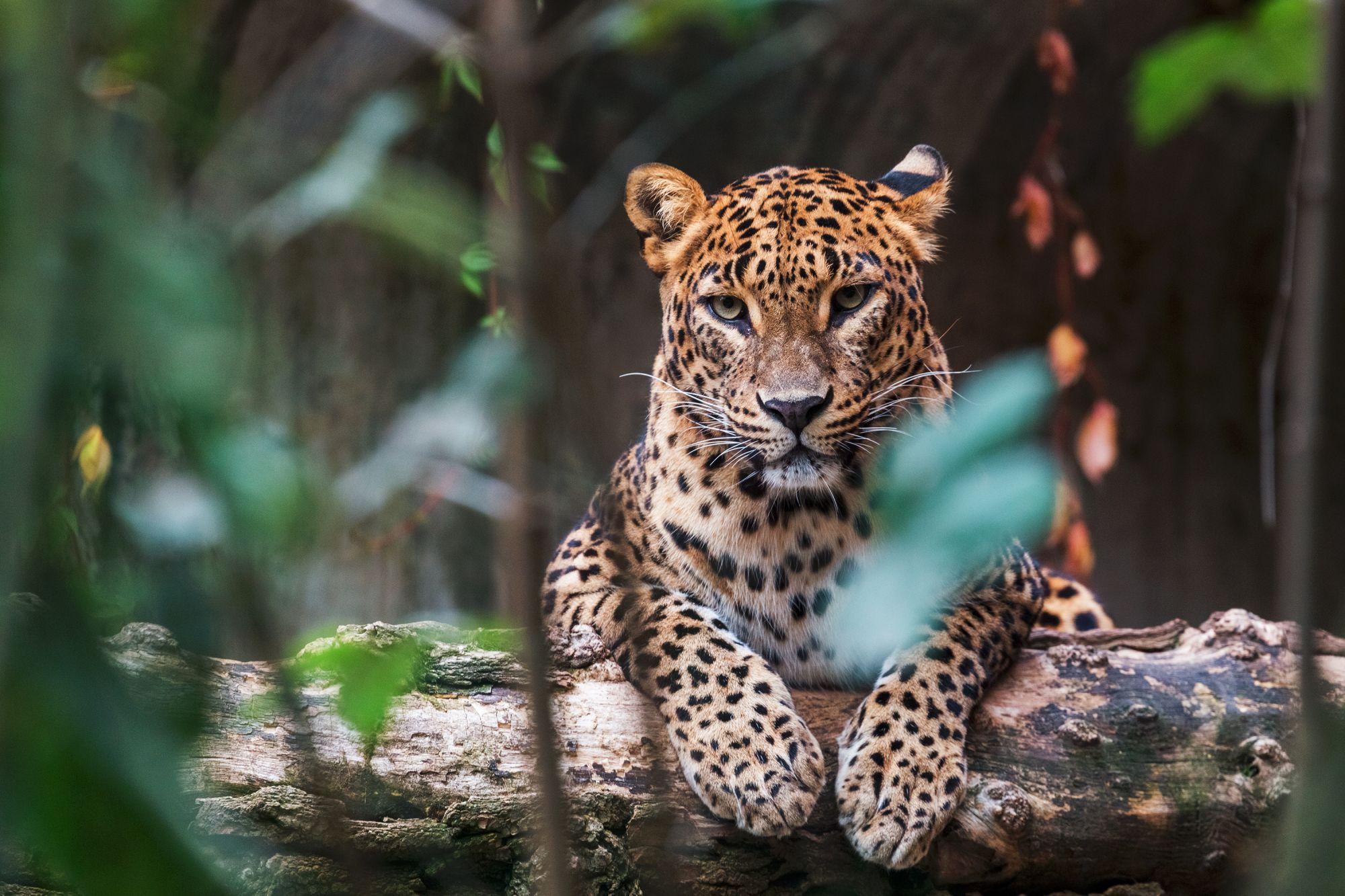 Ceylon leopard lying on a wooden log and looking straight ahead