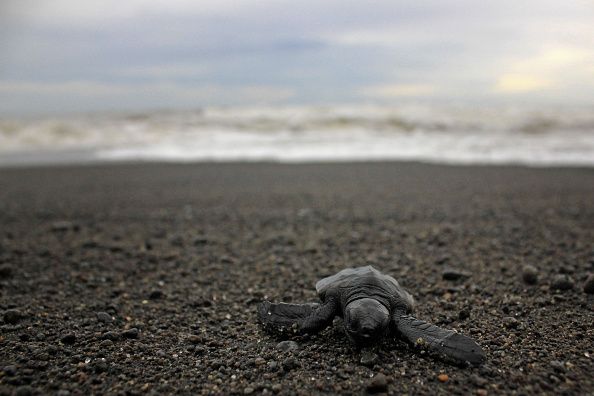 Activists release the baby leatherback sea turtles into the wild at Samas Beach, Yogyakarta, Indonesia on June 19, 2016. Dozens of leatherback sea turtles are released to return to his native habitat. (Photo by Nugroho Hadi Santoso/NurPhoto via Getty Images)