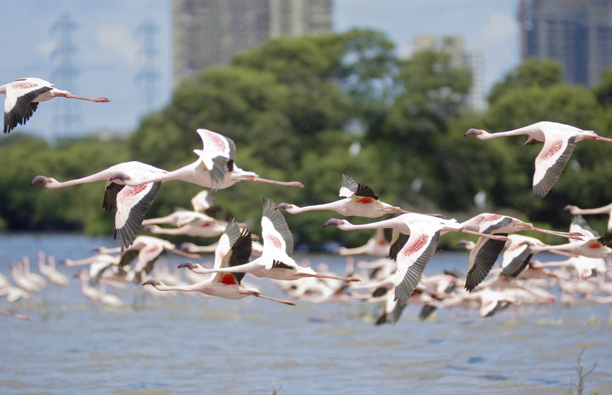 Flamingos Over Siwri Creek, Bombay, Mumbai, Maharashtra, India . (Photo by Education Images/Universal Images Group via Getty Images)