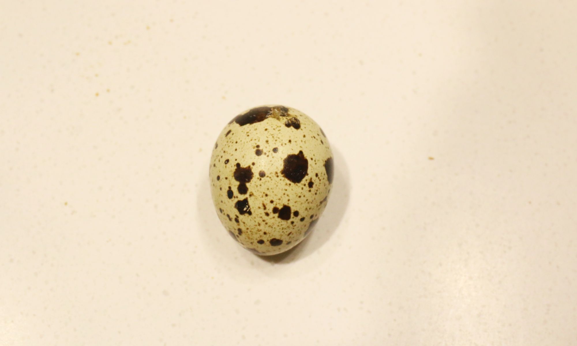 Quail Egg