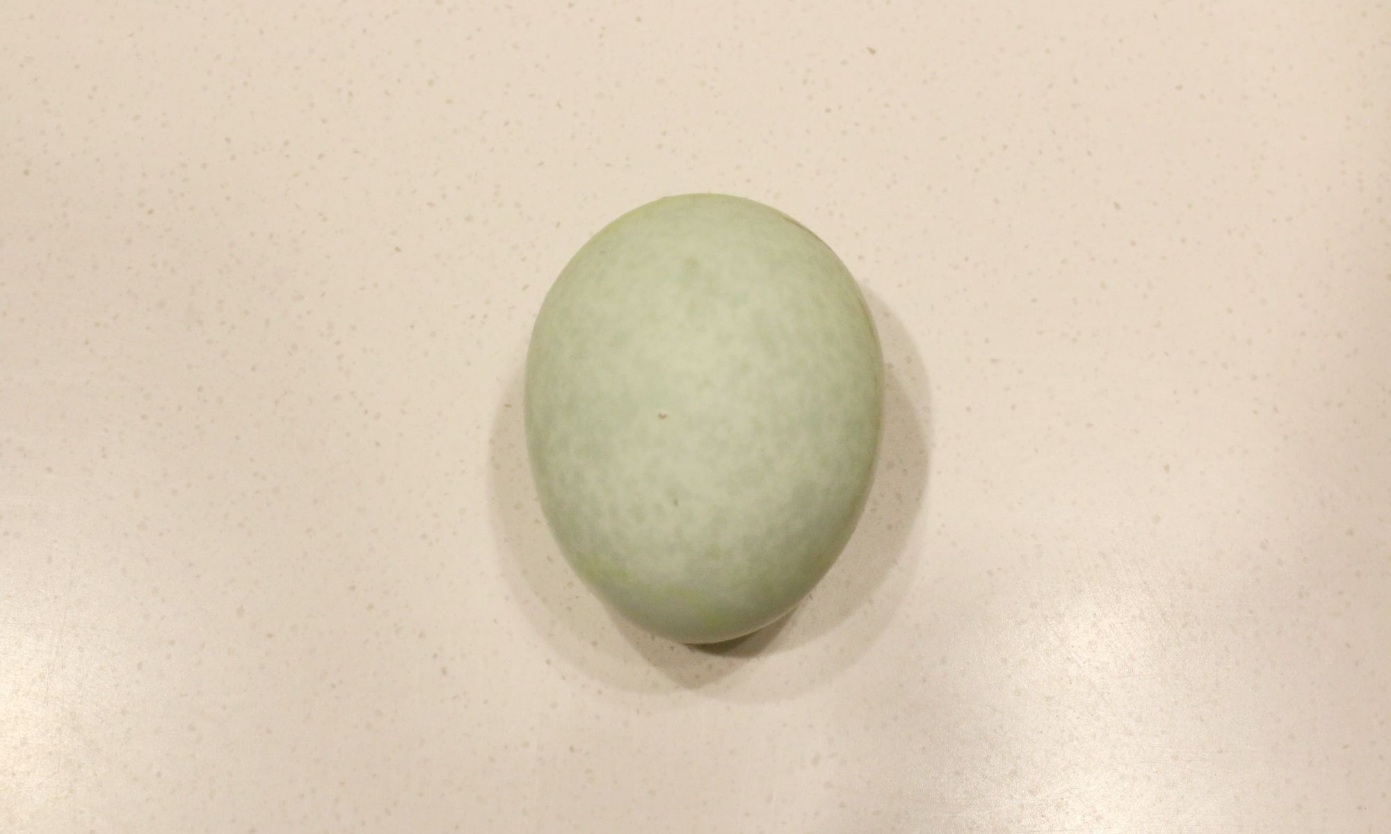 Silkie Egg