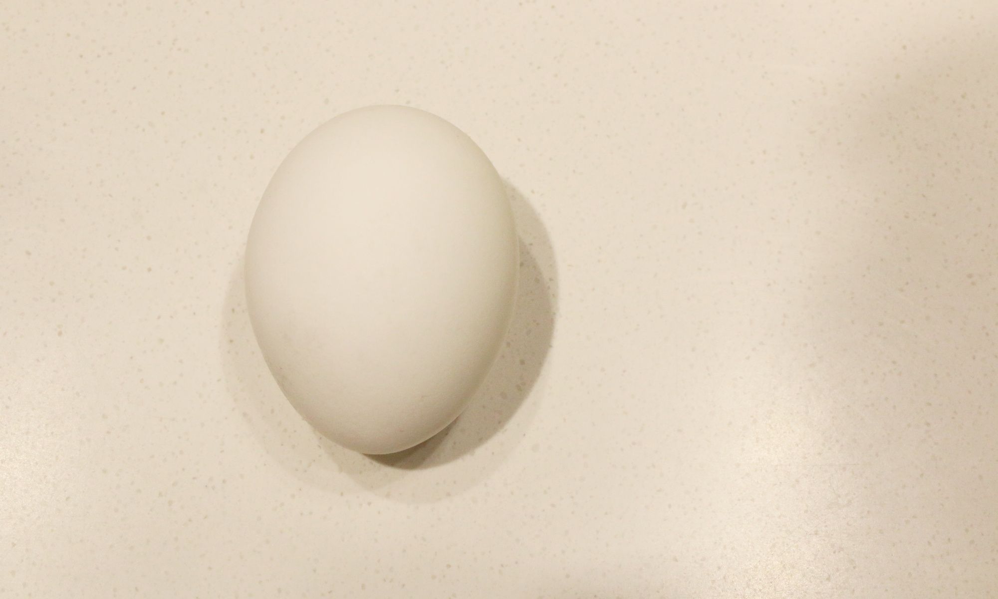 American white egg