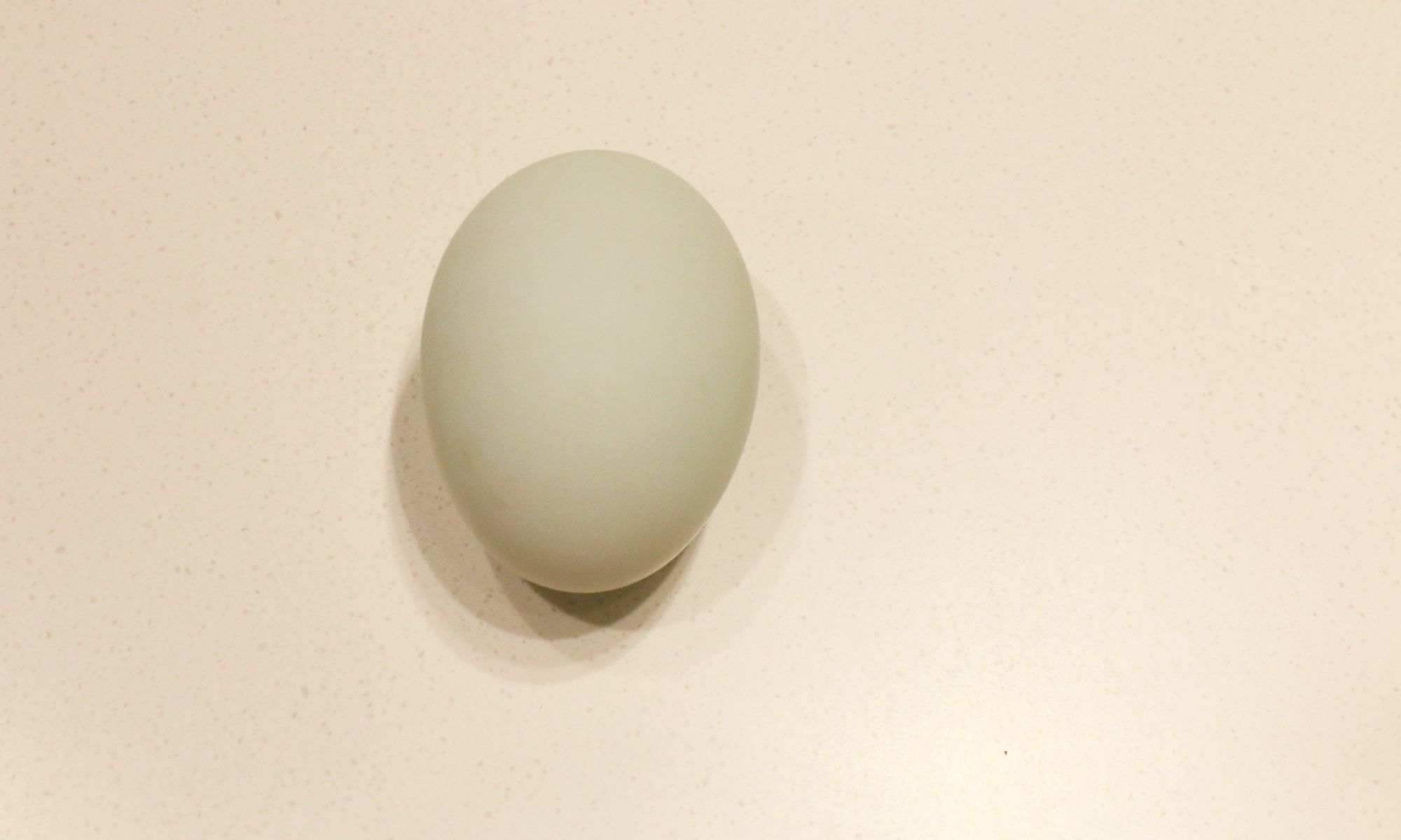 duck egg