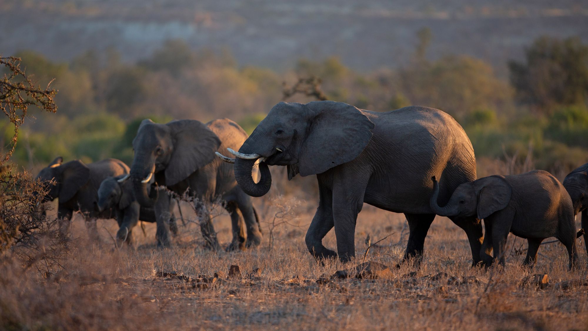 June/July 2019. Moving Giants 2019. Translocation of elephants from Venetia Limpopo Nature Reserve (South Africa) to Zinave National Park (Mozambique). Picture: James Oatway