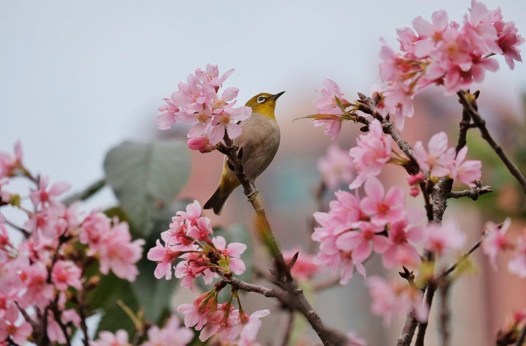 8 Cherry Blossom Spots to Visit in Hong Kong Tatler Asia