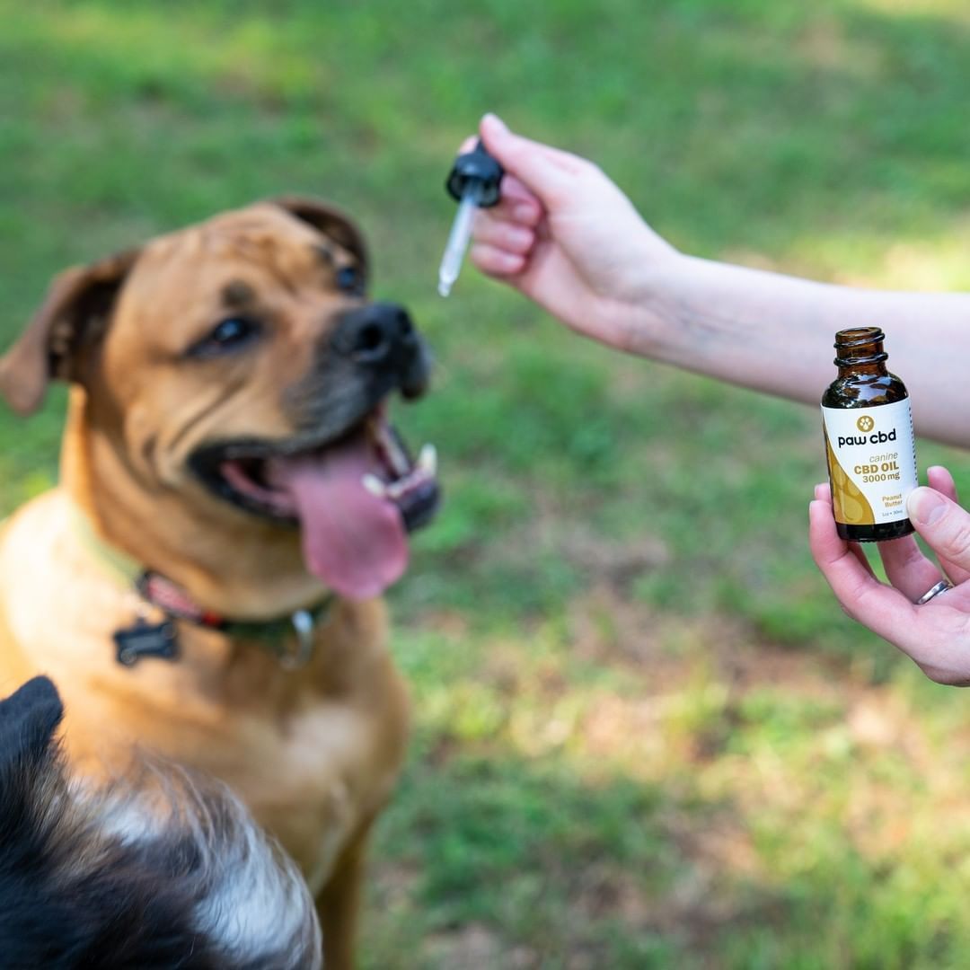 The Benefits, Risks, and Recommended CBD Products for Pets