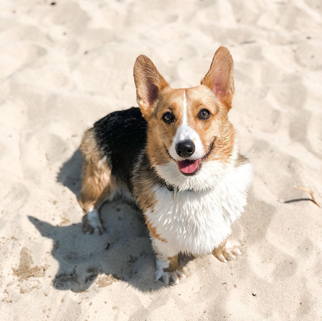 【狗狗好去处】香港最好的宠物公园和沙滩一览 Tatler Asia