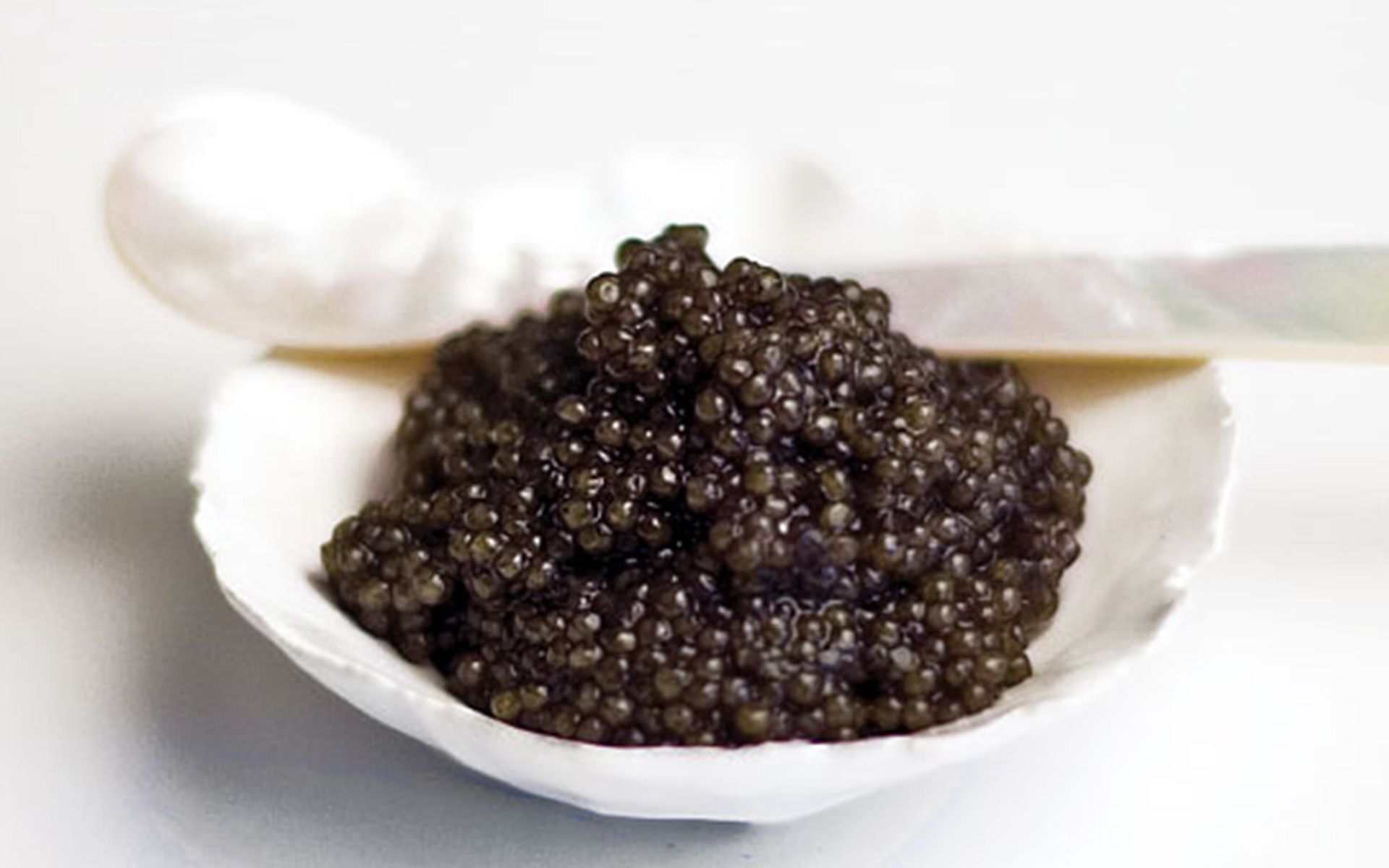 Sevruga Caviar