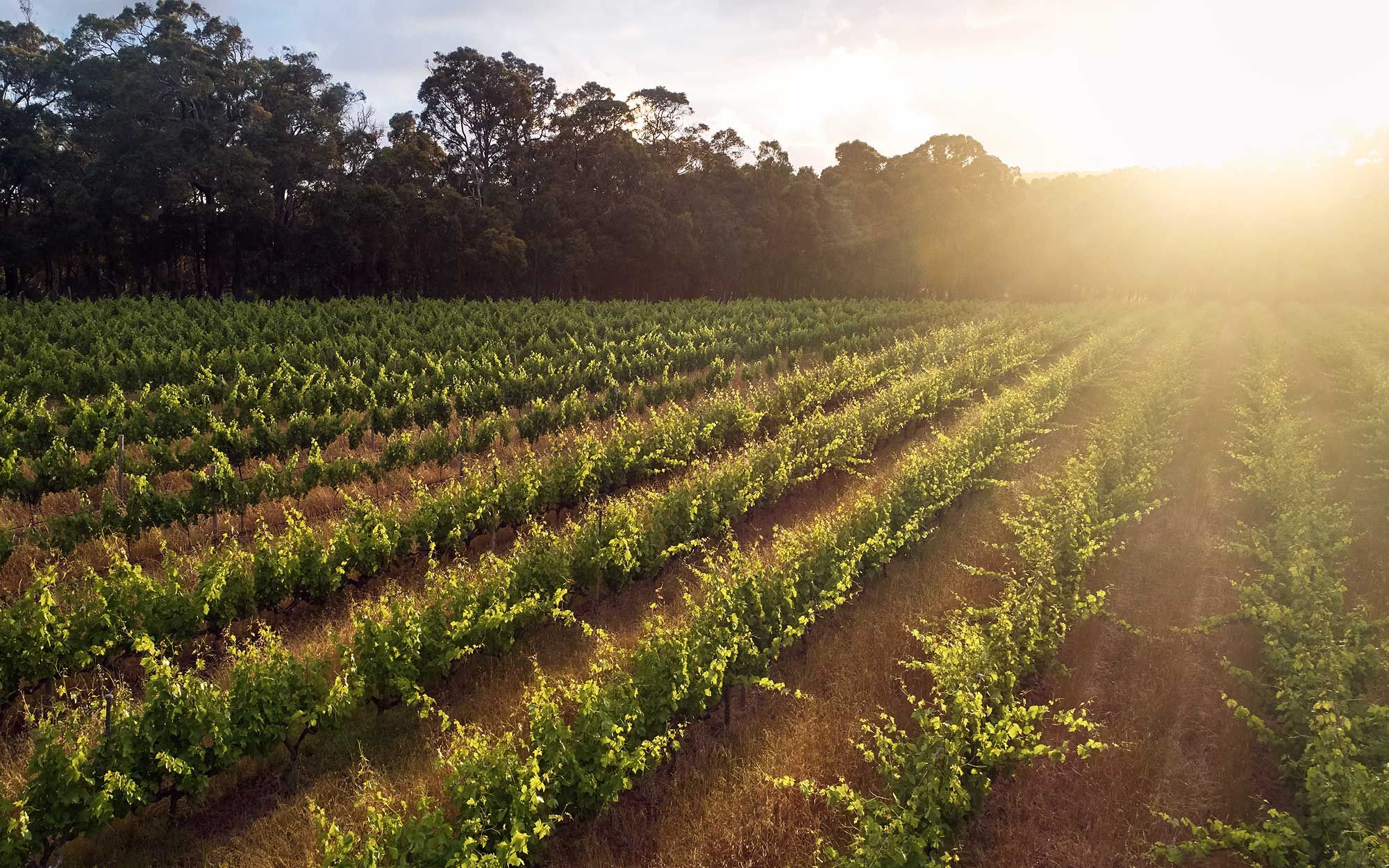 Cape Mentelle's sprawling vineyards in Western Australia. Photo: Courtesy of Cape Mentelle.