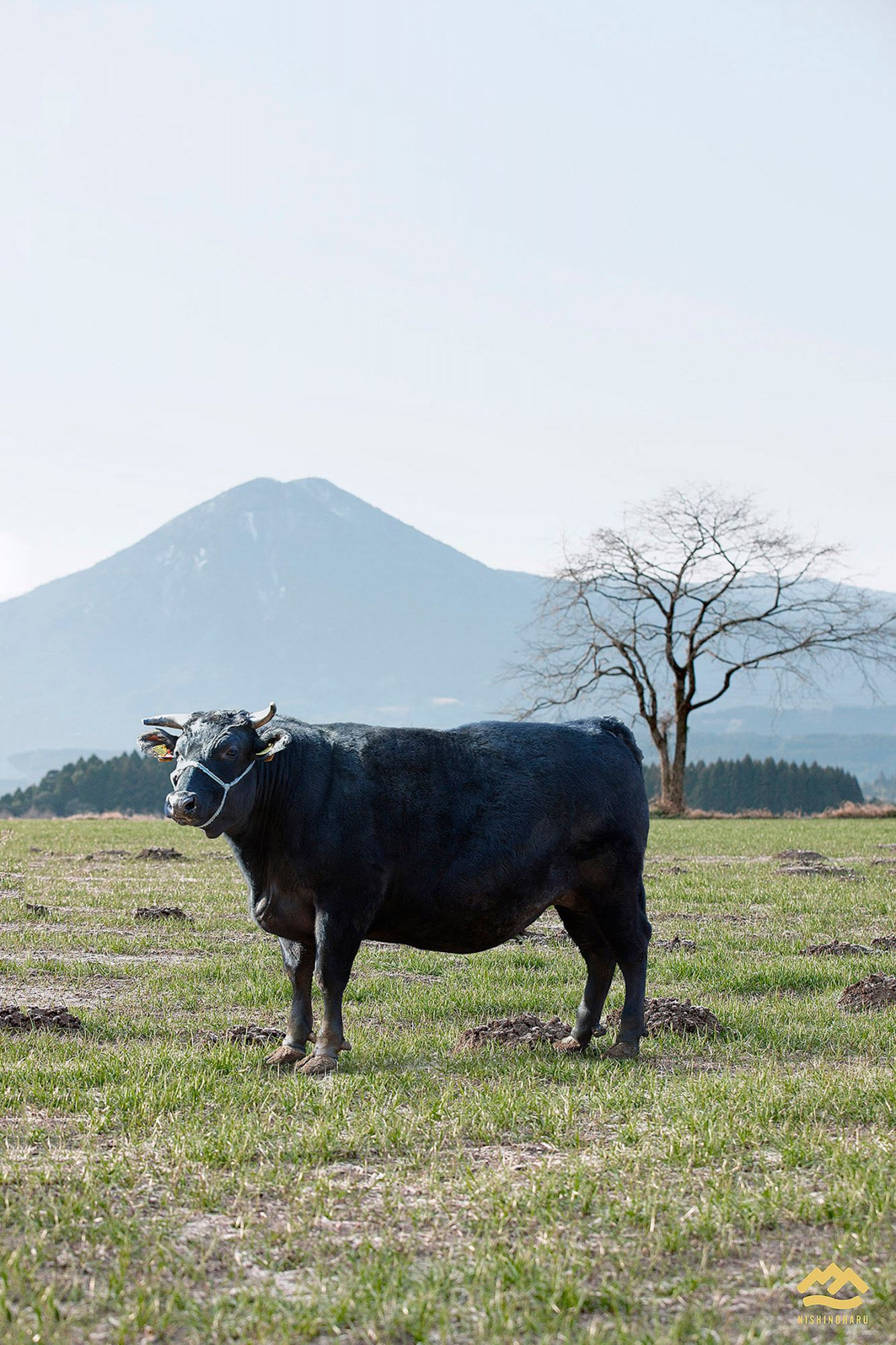 Kuroge Washu Cow