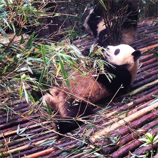 Awal Ashaari made some new furry panda bear friends on his trip to Chengdu, China. (Photo: @awalashaari)