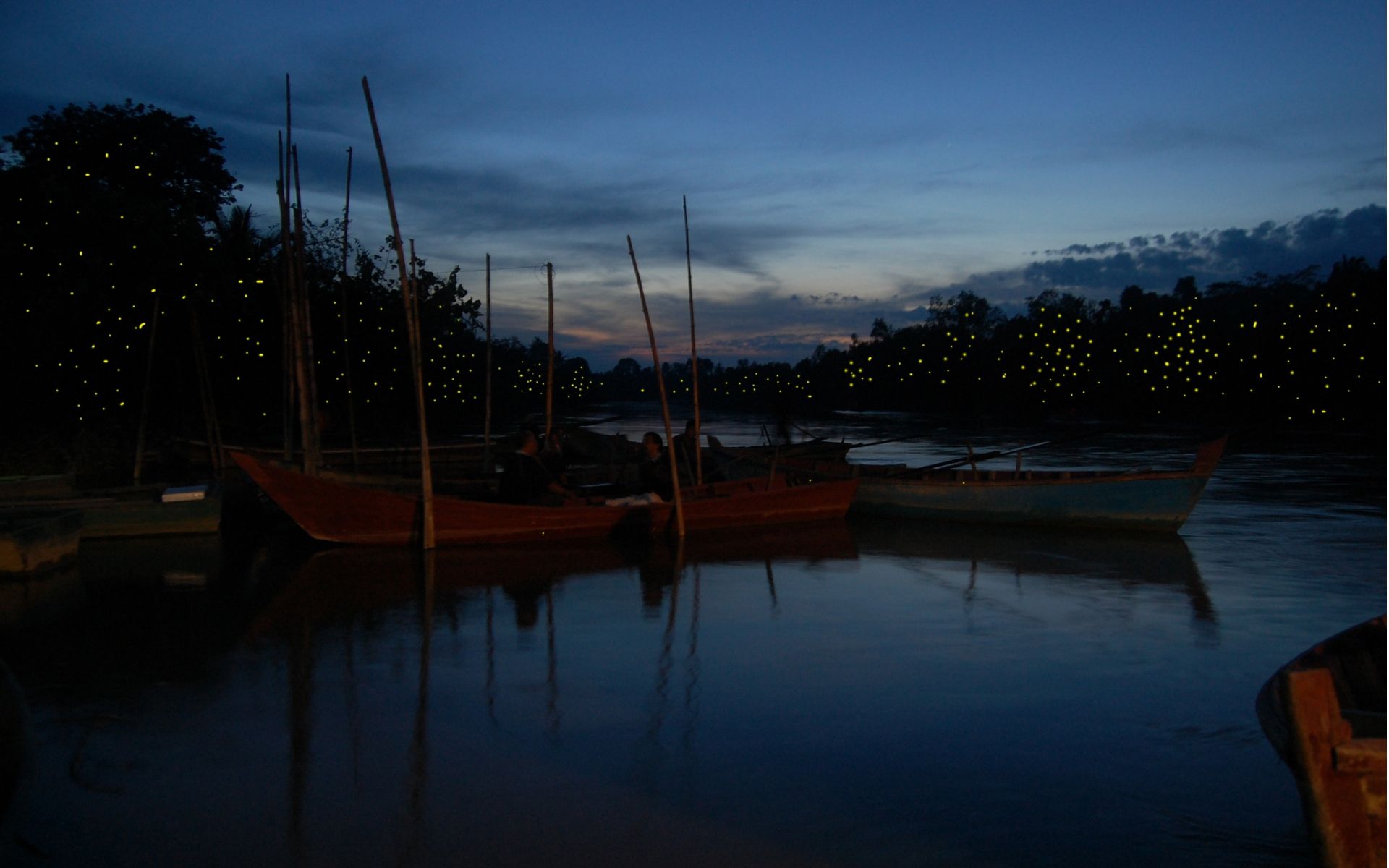 Here's something a little closer to home. Escape the urban jungle that is the big city and her don over to the quieter side of Kuala Selangor, where you can enjoy a Fireflies Night cruise post-seafood feasting. Photo: Courtesy of Klook.