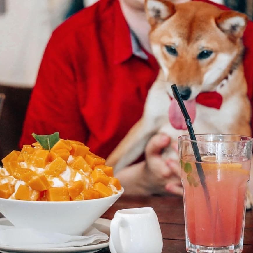 Un Fur Gettable 10 Pet Friendly Cafes In The Klang Valley Tatler Asia
