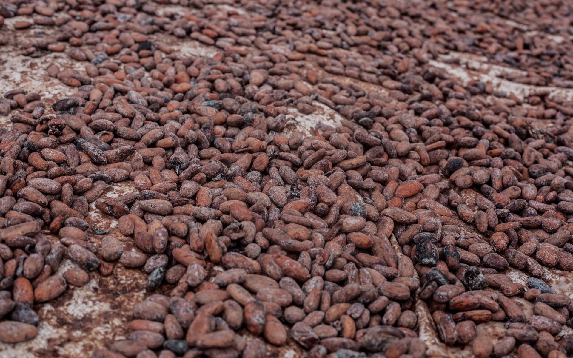 Cocoa fermentation (Photo: Pexels)