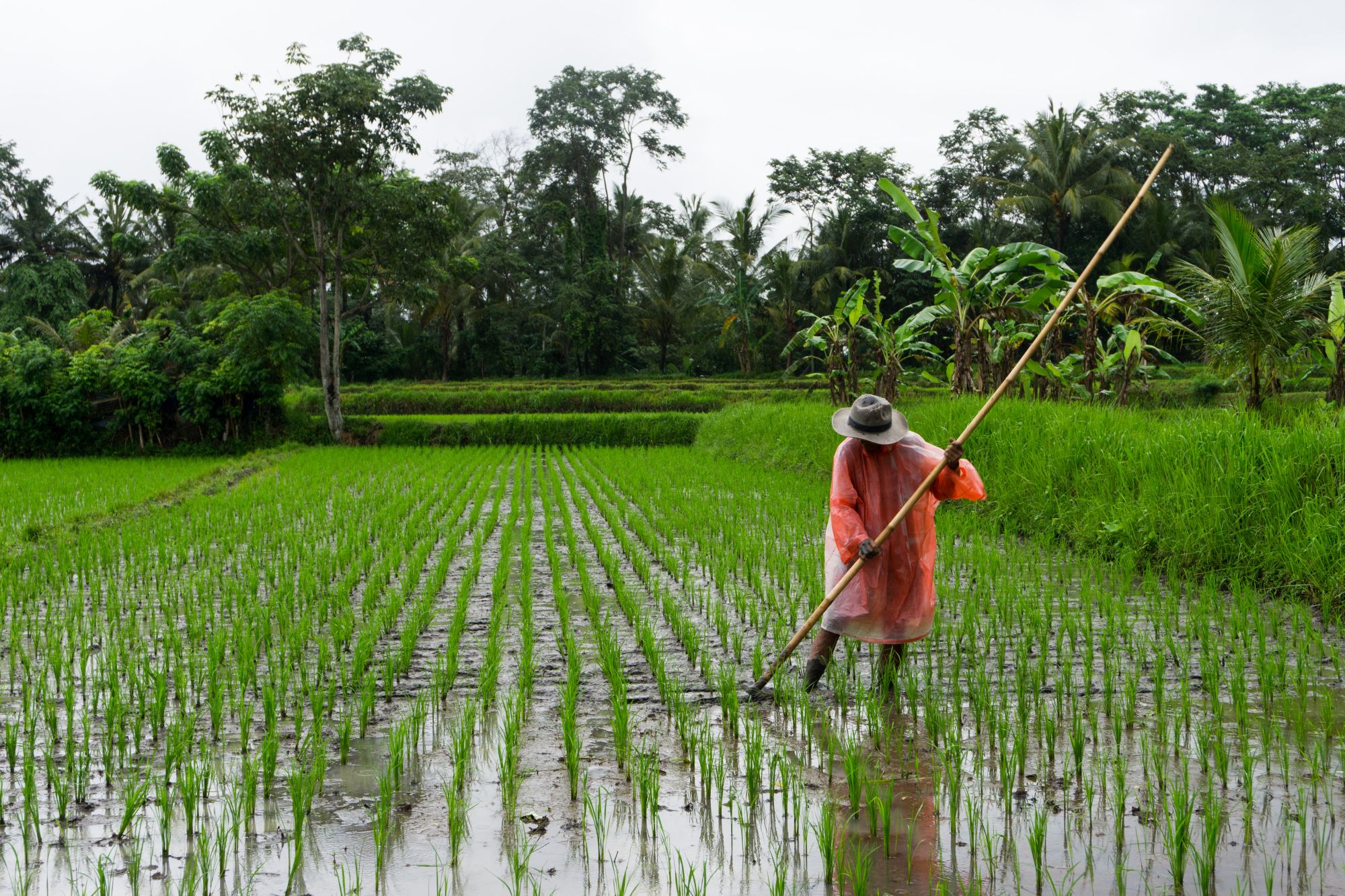 Indonesia was chosen by Langit Collective and The SekFan Club as its rice culture was very similar to Malaysia's (Photo: Unsplash)