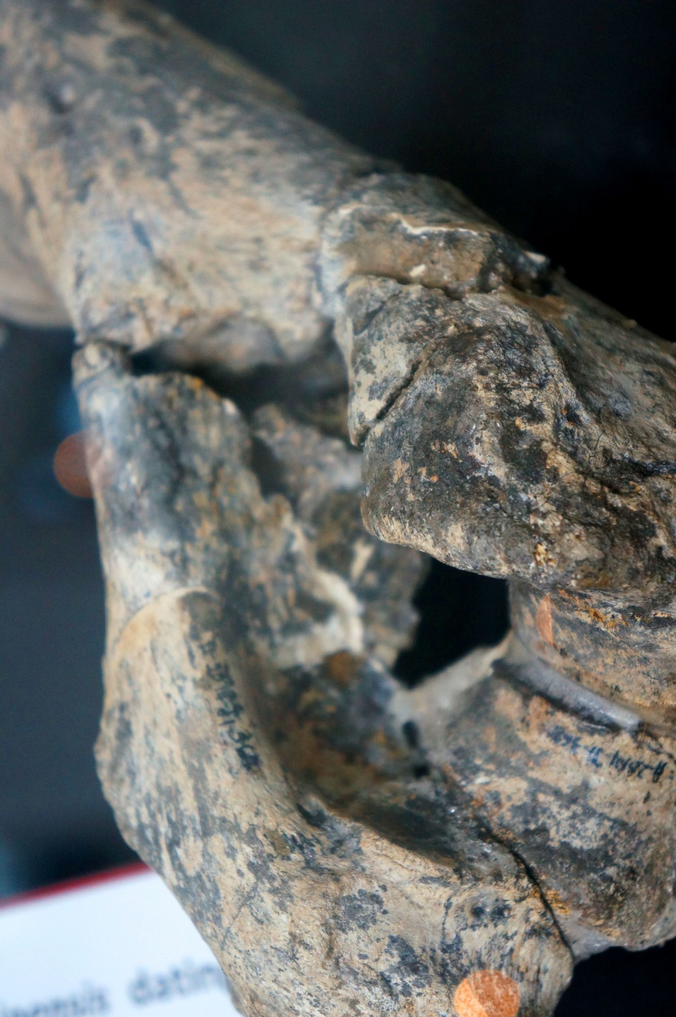 Fossils Found in Kalinga Predates Discoveries of Early Human