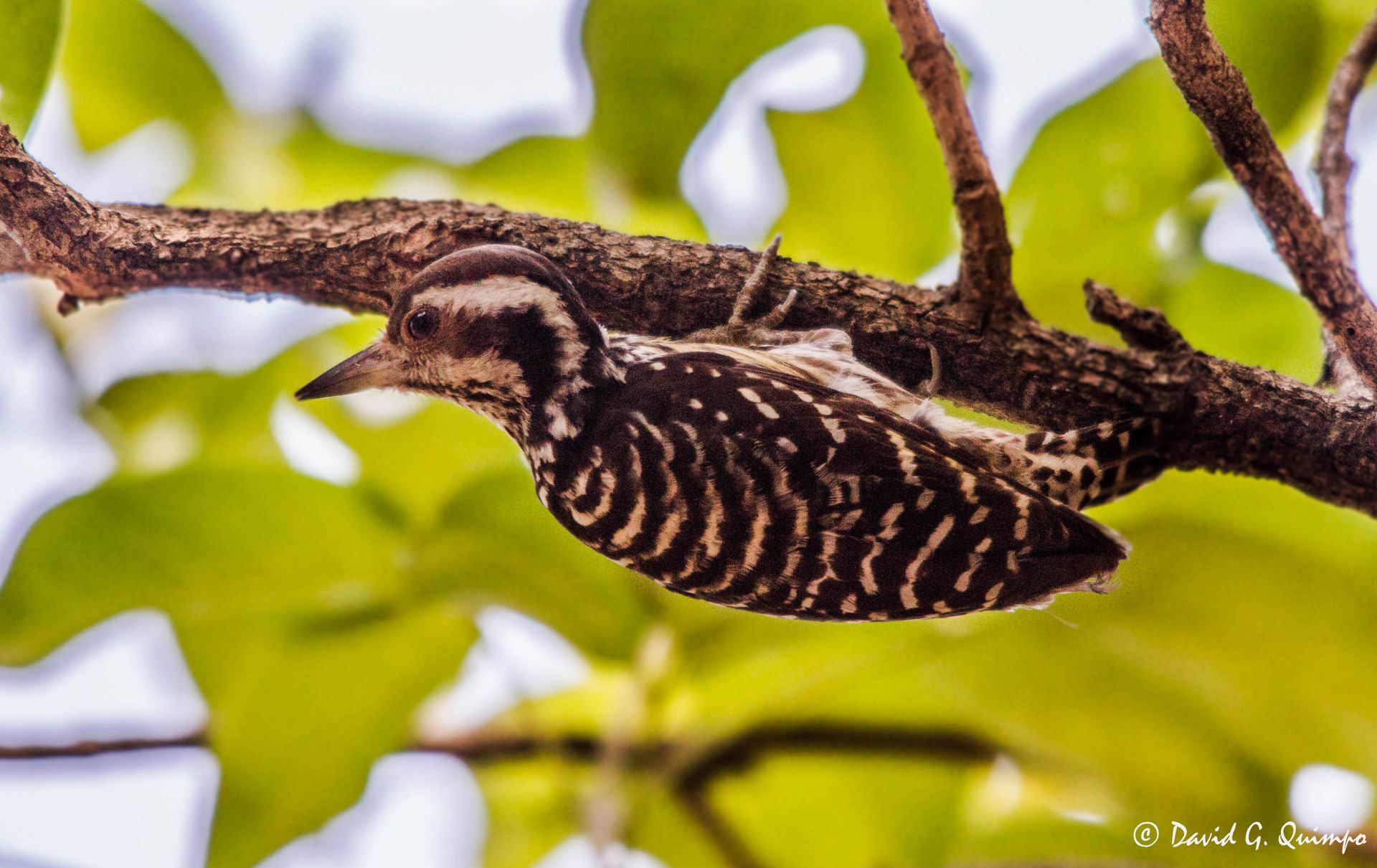 Top 10 Birds In Your Backyard: Fascinating Facts You Need To Know