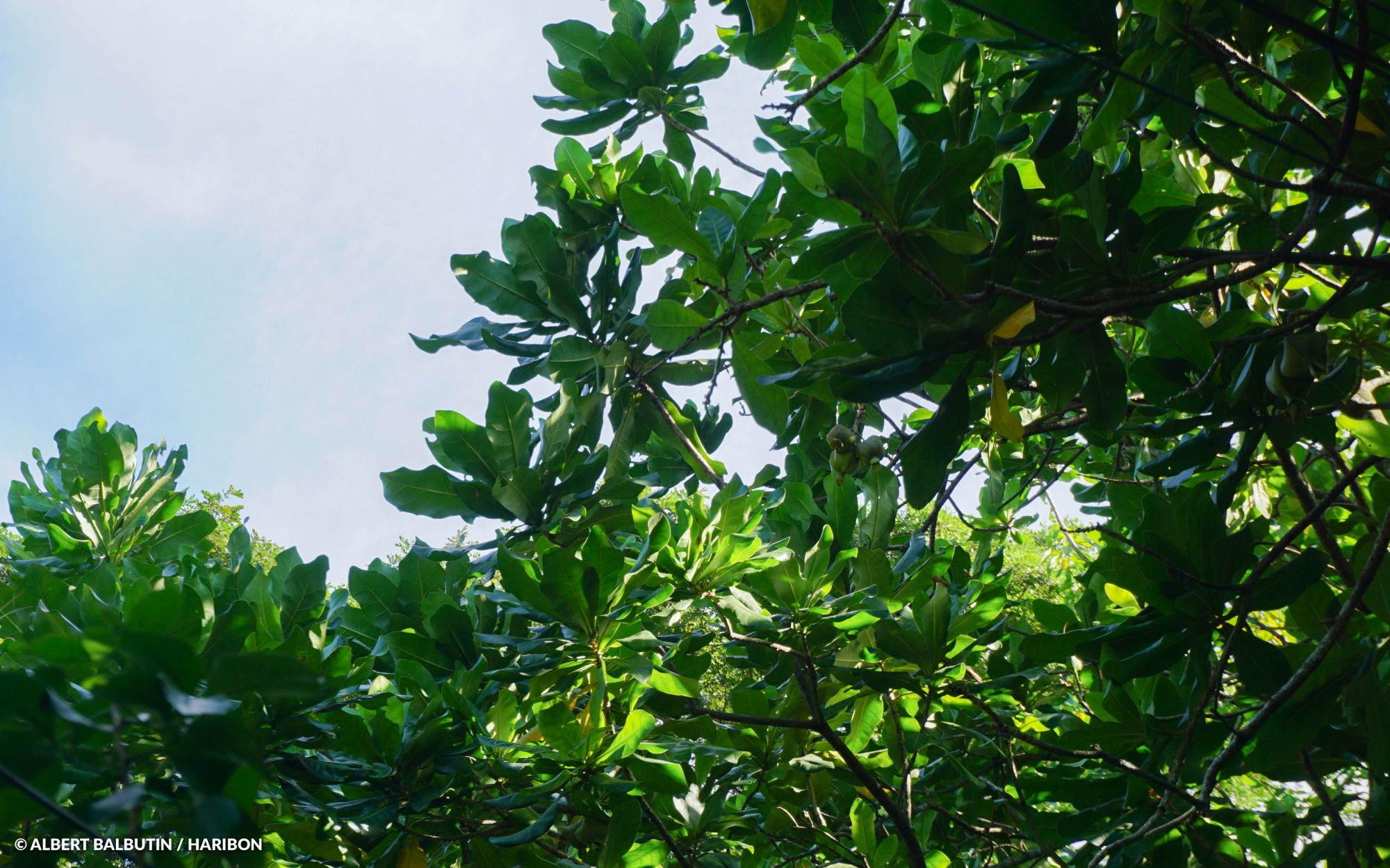 Looking For A Summer Adventure? Join A Native Tree Trek | Tatler Asia