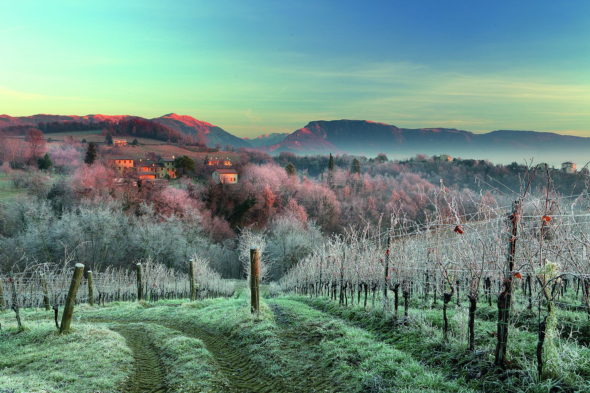Conegliano