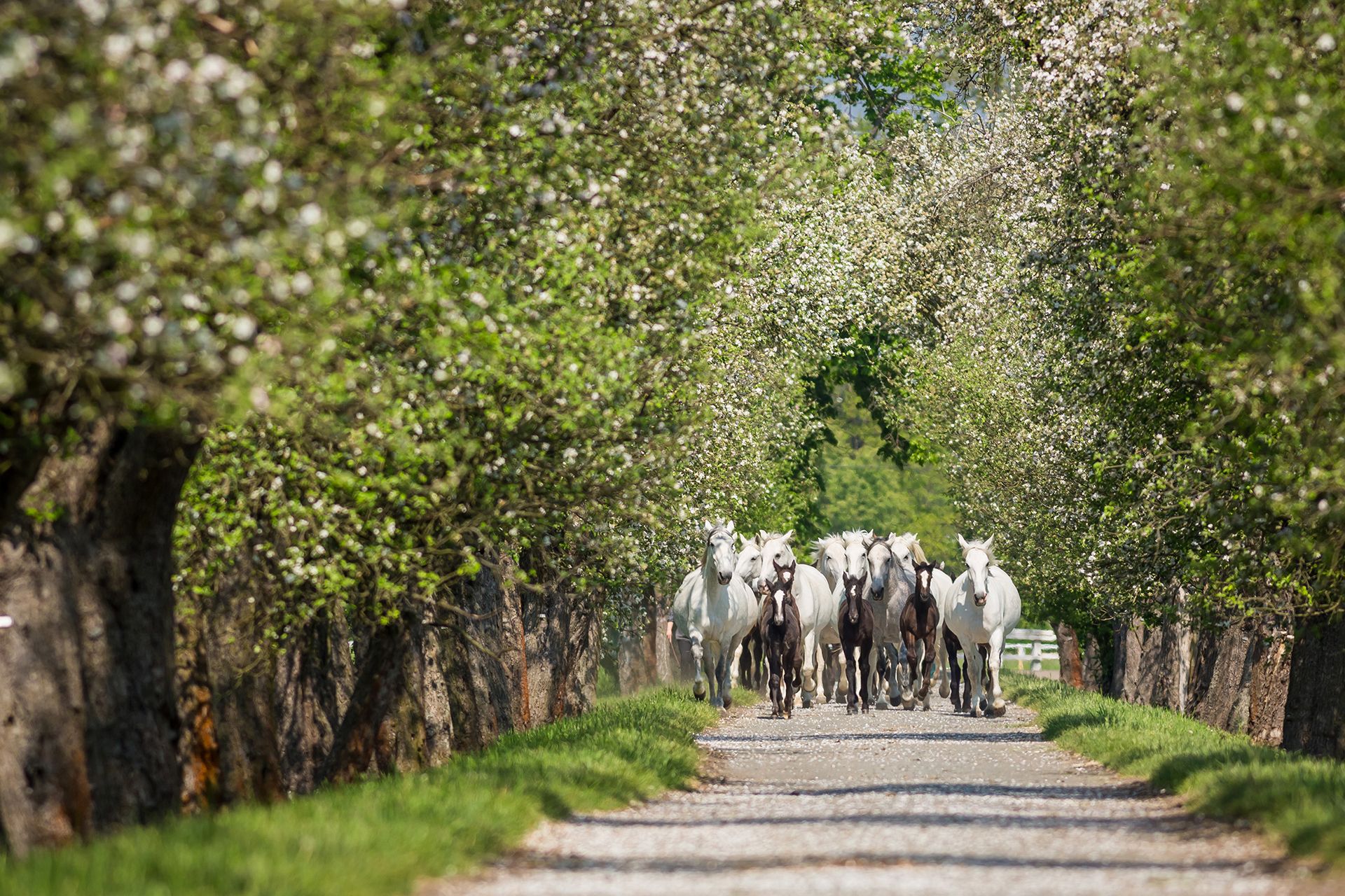 Carriage driveway towards the Josefov farmstead, lined with old species of apple trees.