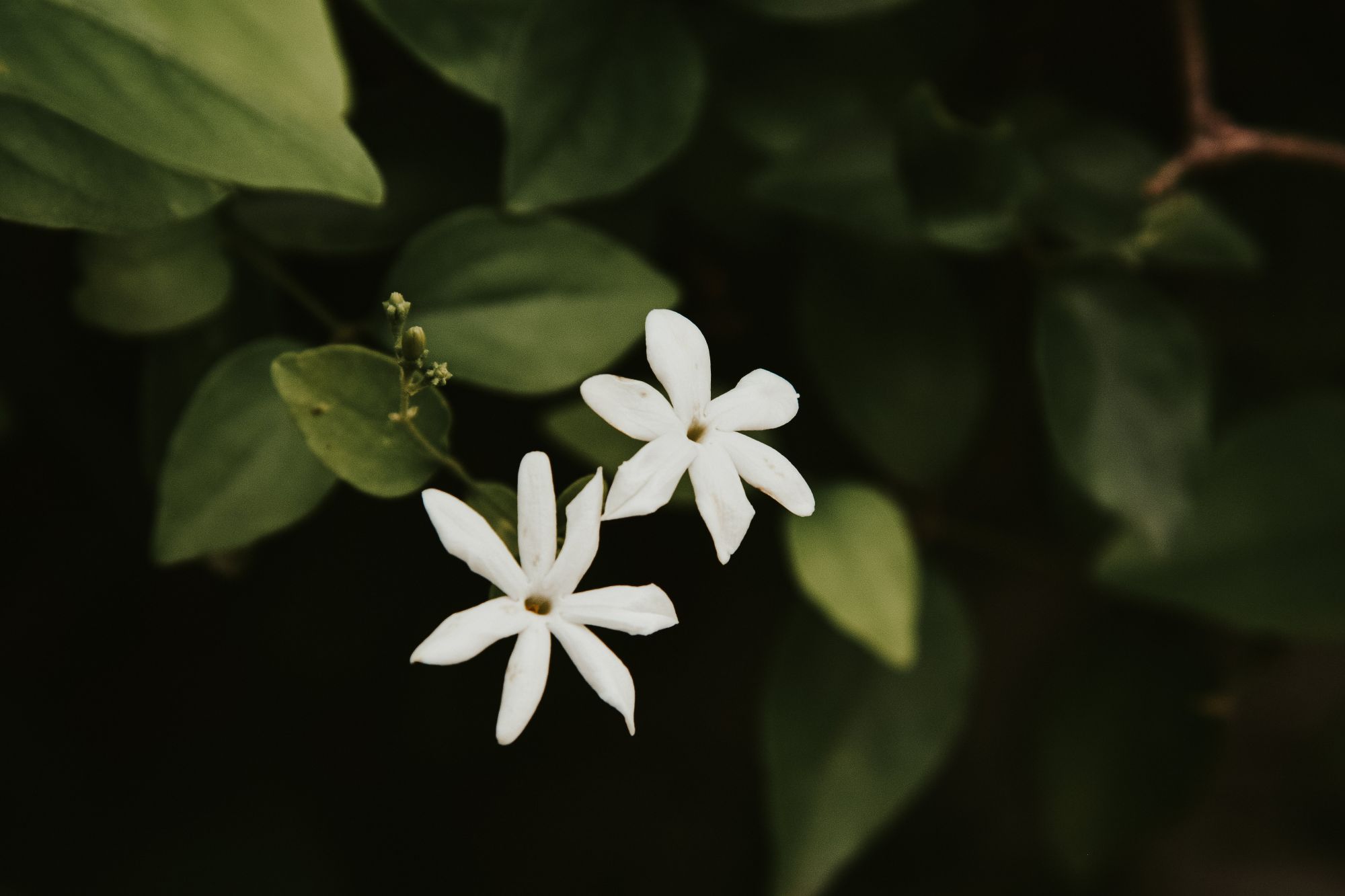 Photo from Pexels
