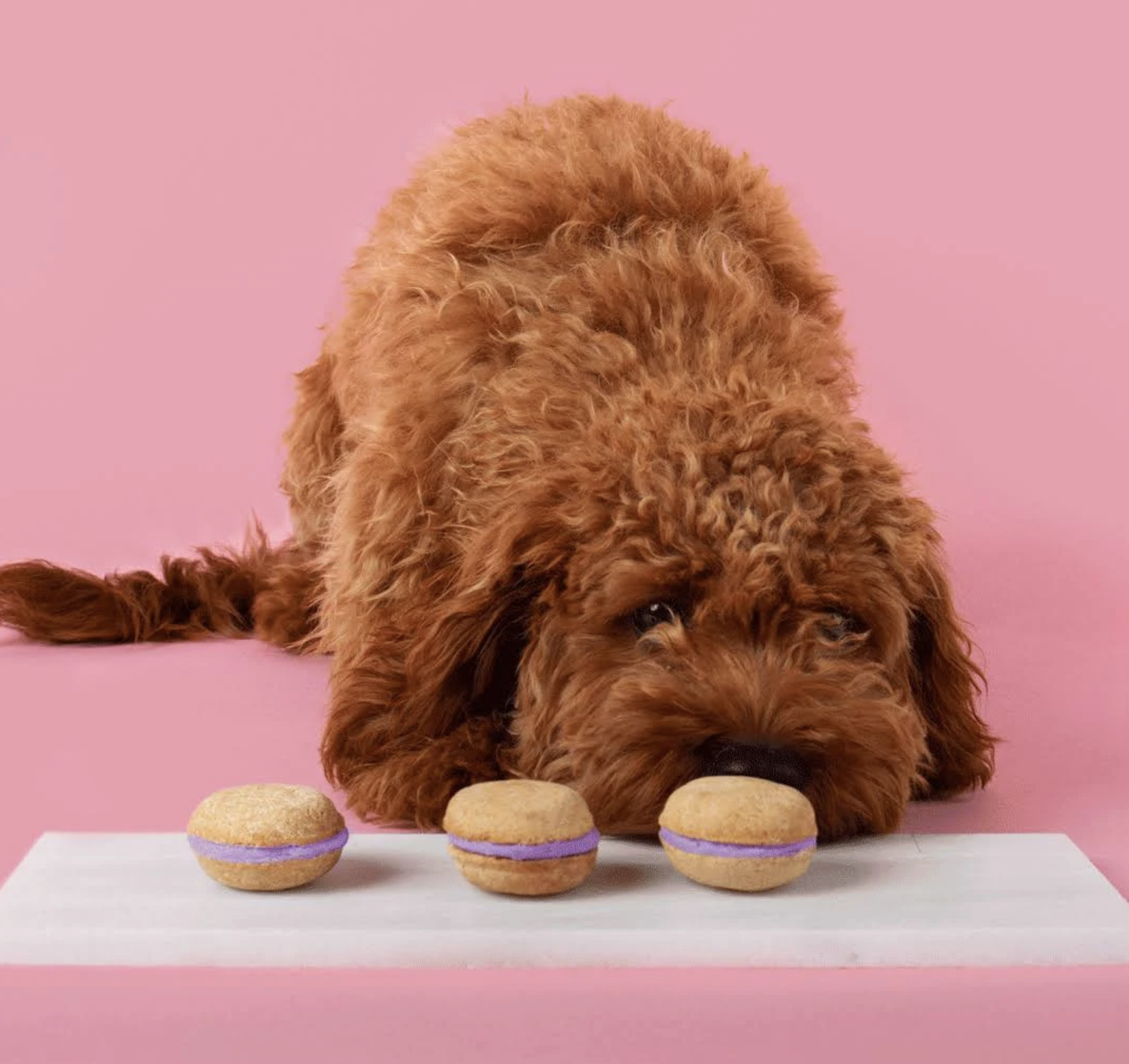 Vanilla Dog Macarons by Bonne et Filou. | Photo: Bonne et Filou