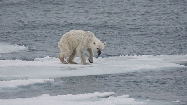 Photo: Science Times