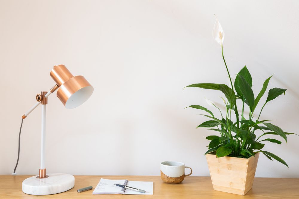 The peace lily plant on table (Photo: Livspace)