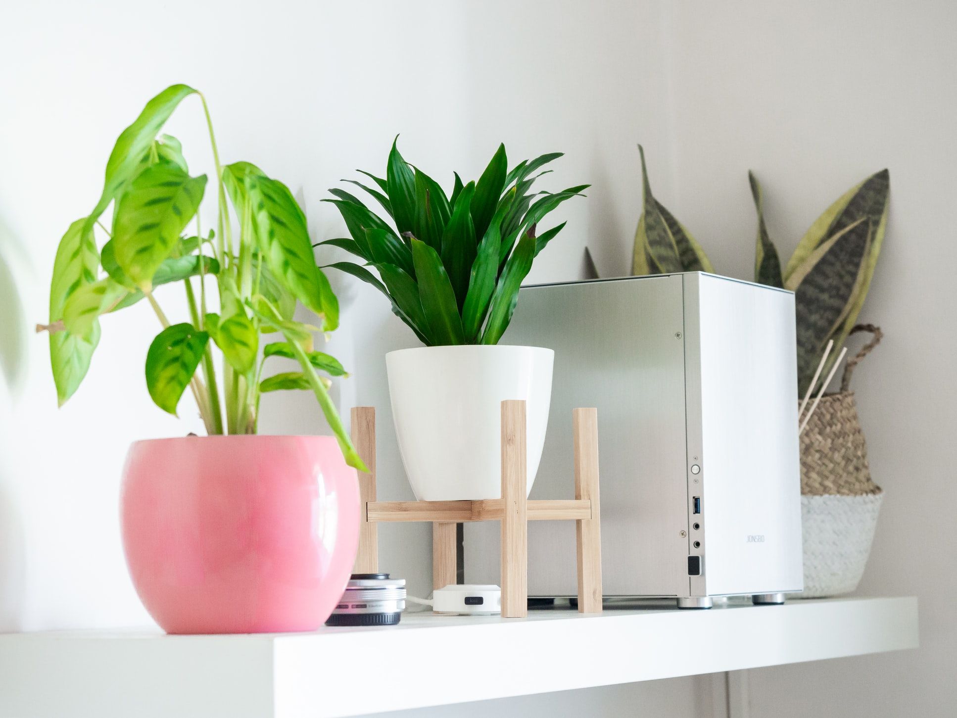 Dracaena plants in bedroom (Photo: Katka Pavlickova on Unsplash)