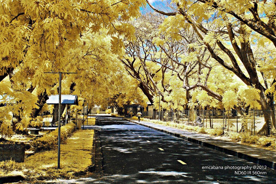 The CLSU avenue | Photo: CLSU's official website