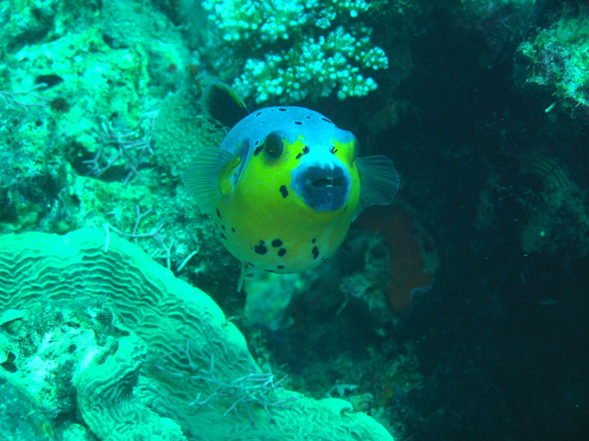A puffer fish spotted swimming near coral beds | Photo: Department of Tourism