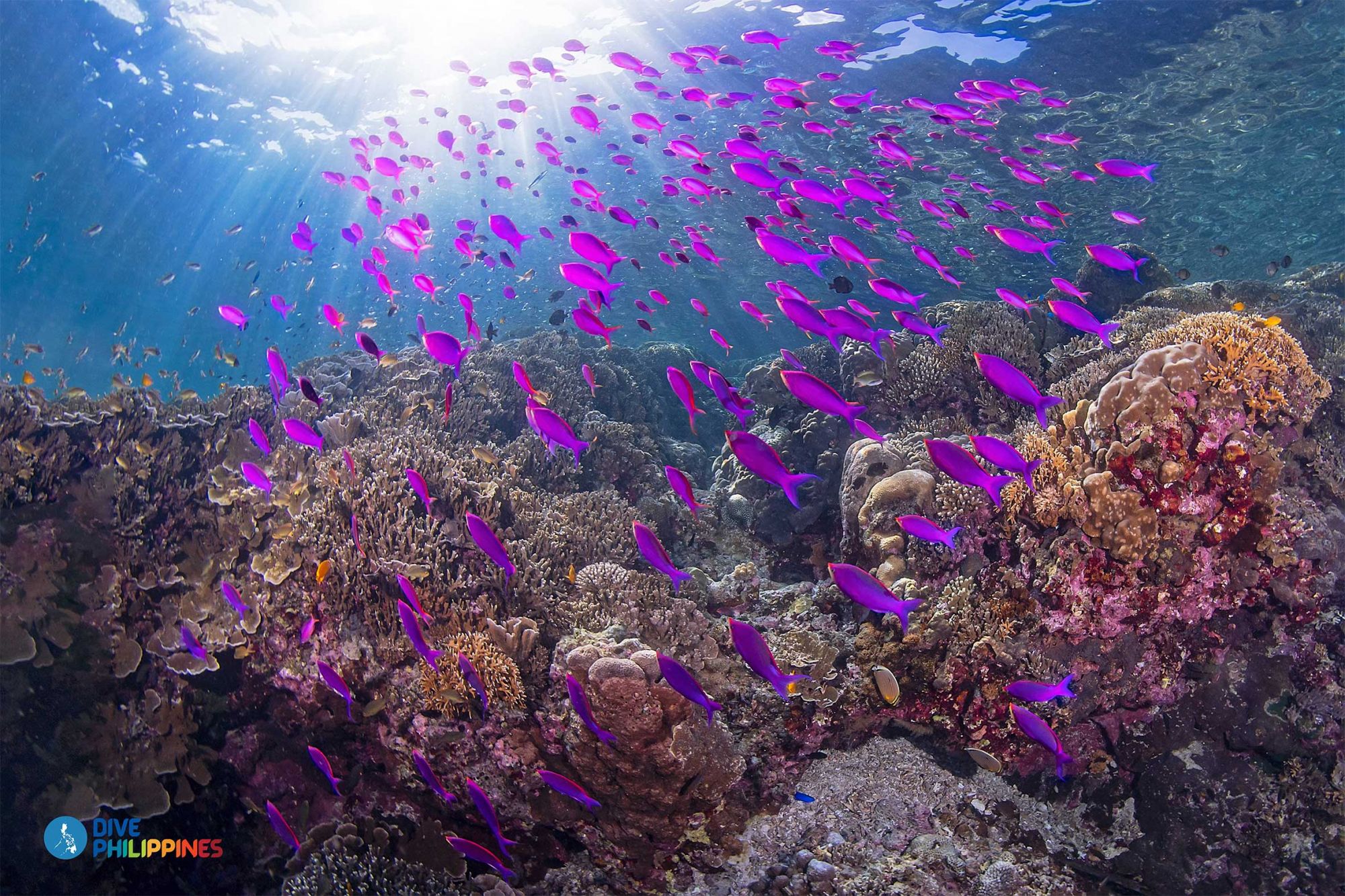 A school of purple anthias | Photo: Department of Tourism