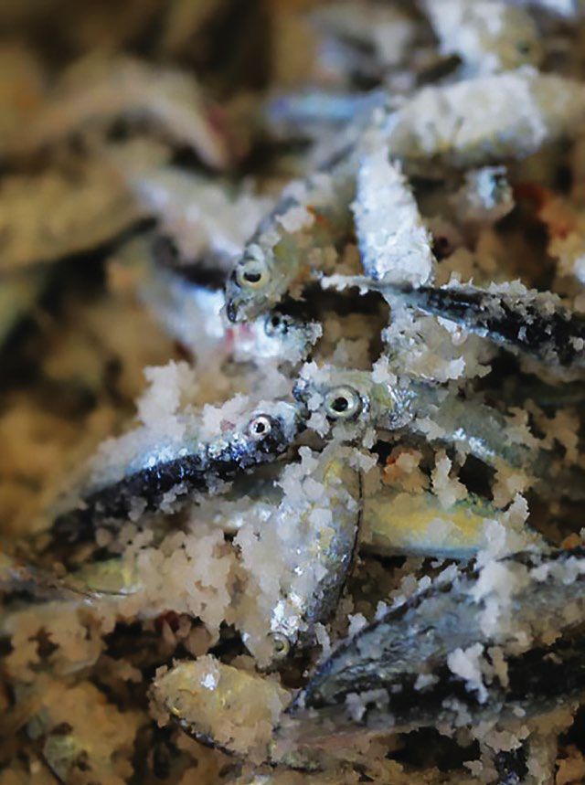 Tuyo, or fish in salt, from Leyte
