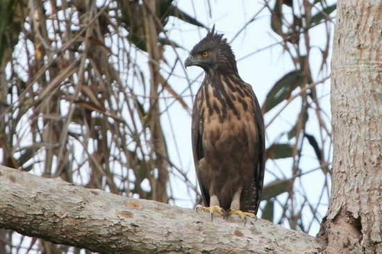The Philippine Hawk Eagle | Photo: Christian Perez, Bird Watch PH