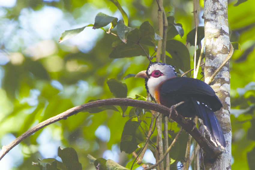 Scale-feathered malkoha in the Philippines. | Photo: Martin Lindop.