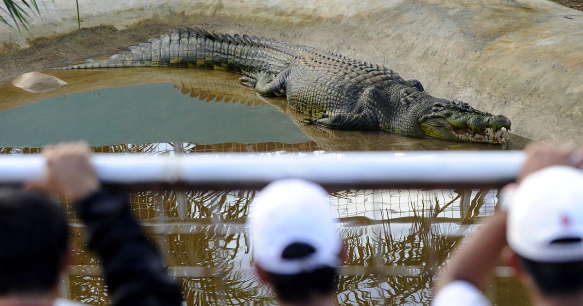 Lolong is captured in Bulawan, a small town in the southern Philippines (Photo: CBS News)