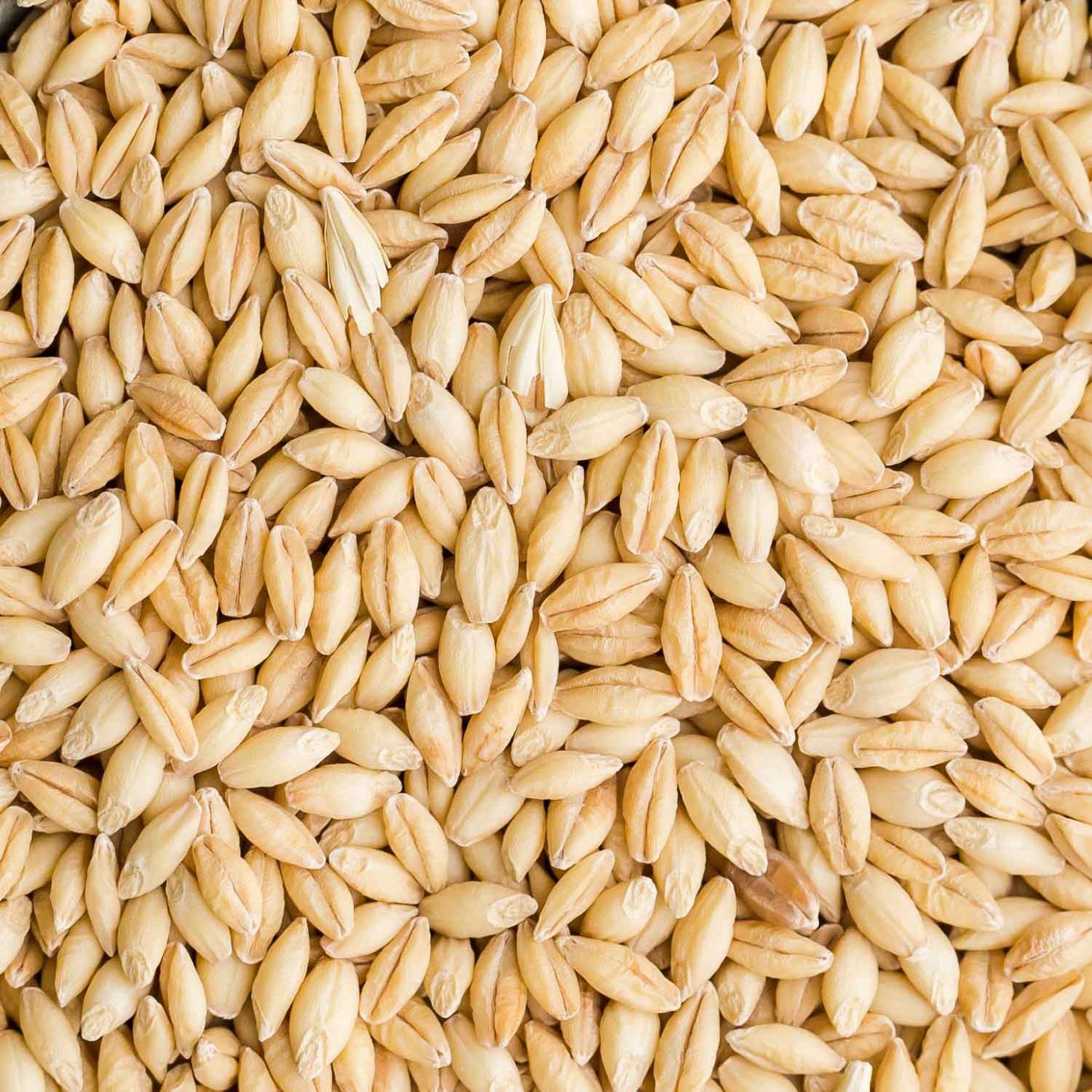 Barley - similar to adlai, with a chewy texture and mildly nutty flavour.