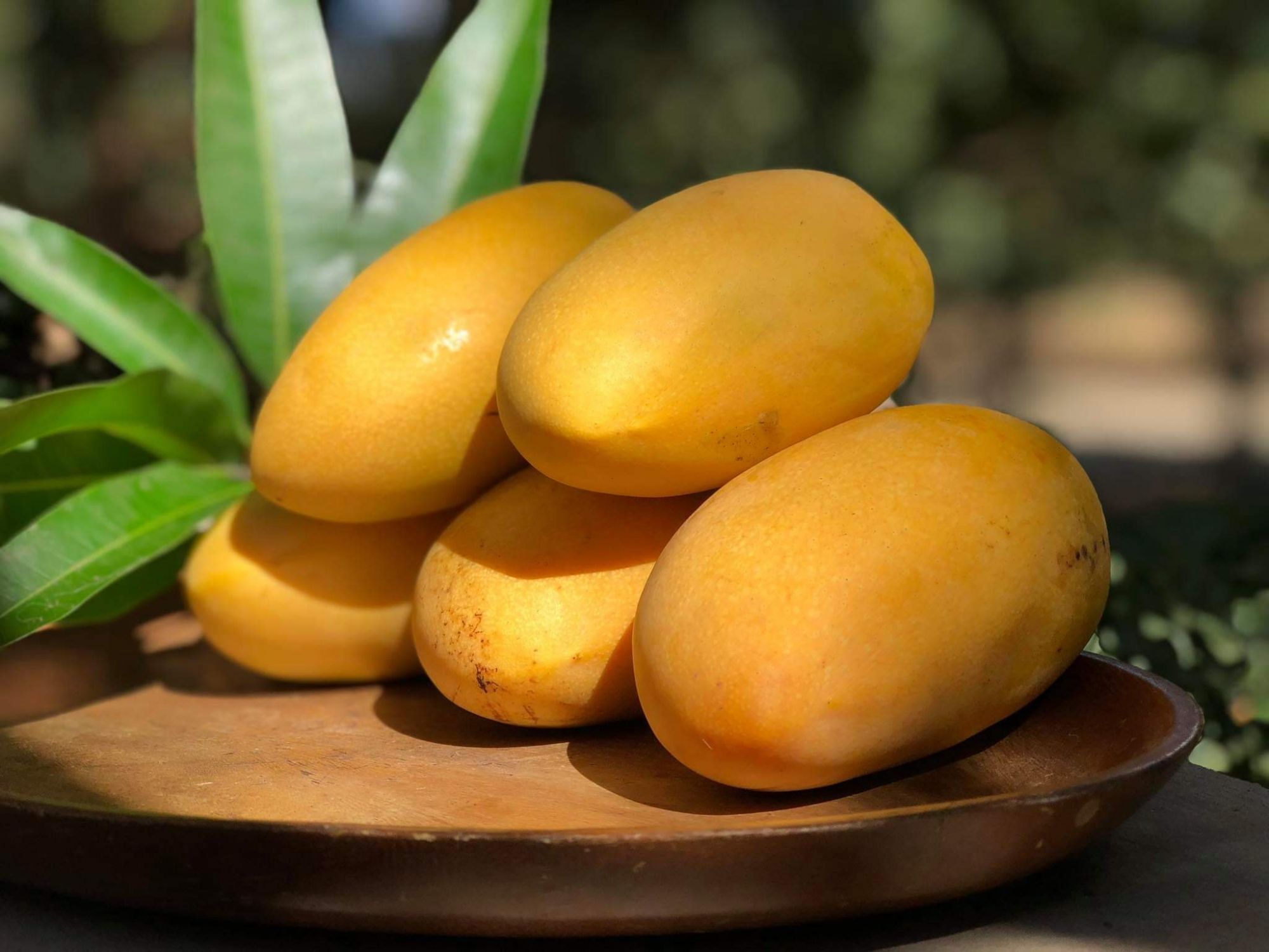 Fresh Philippine mangos from Batungbacal Farms