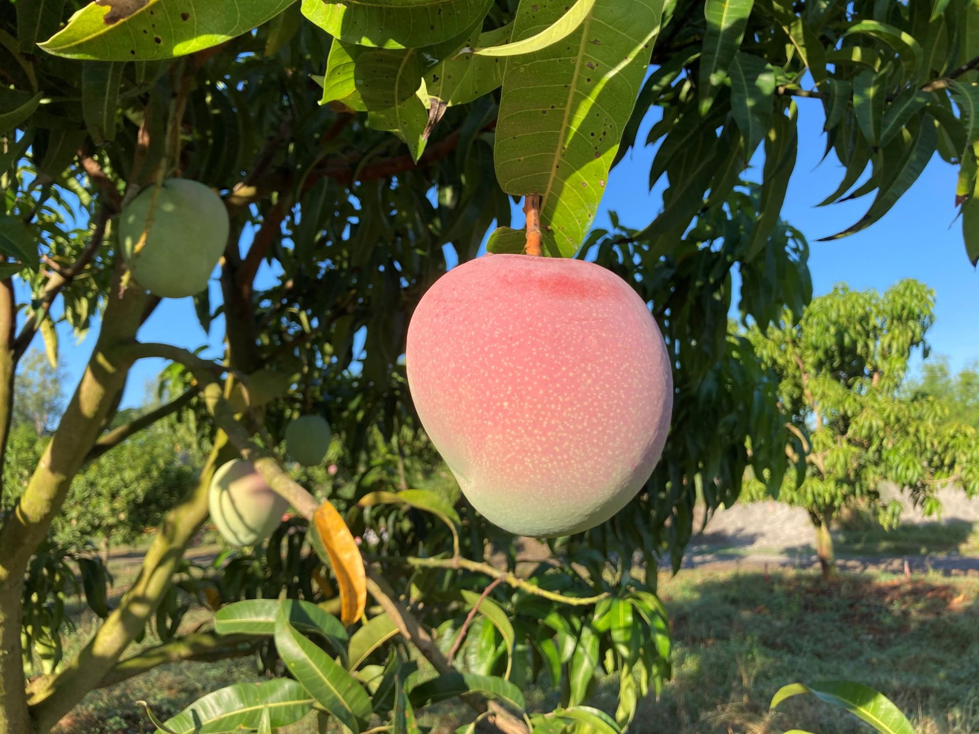 Fresh apple mangos from Wild Farms