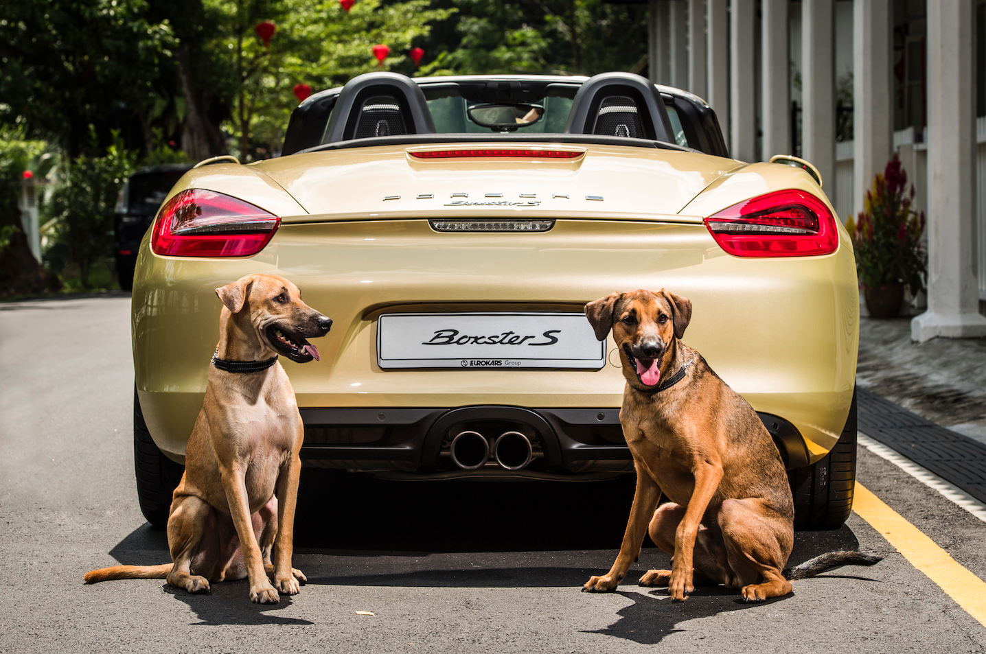 Porsche Celebrates The Year Of The Dog In The Cutest Manner Tatler Asia