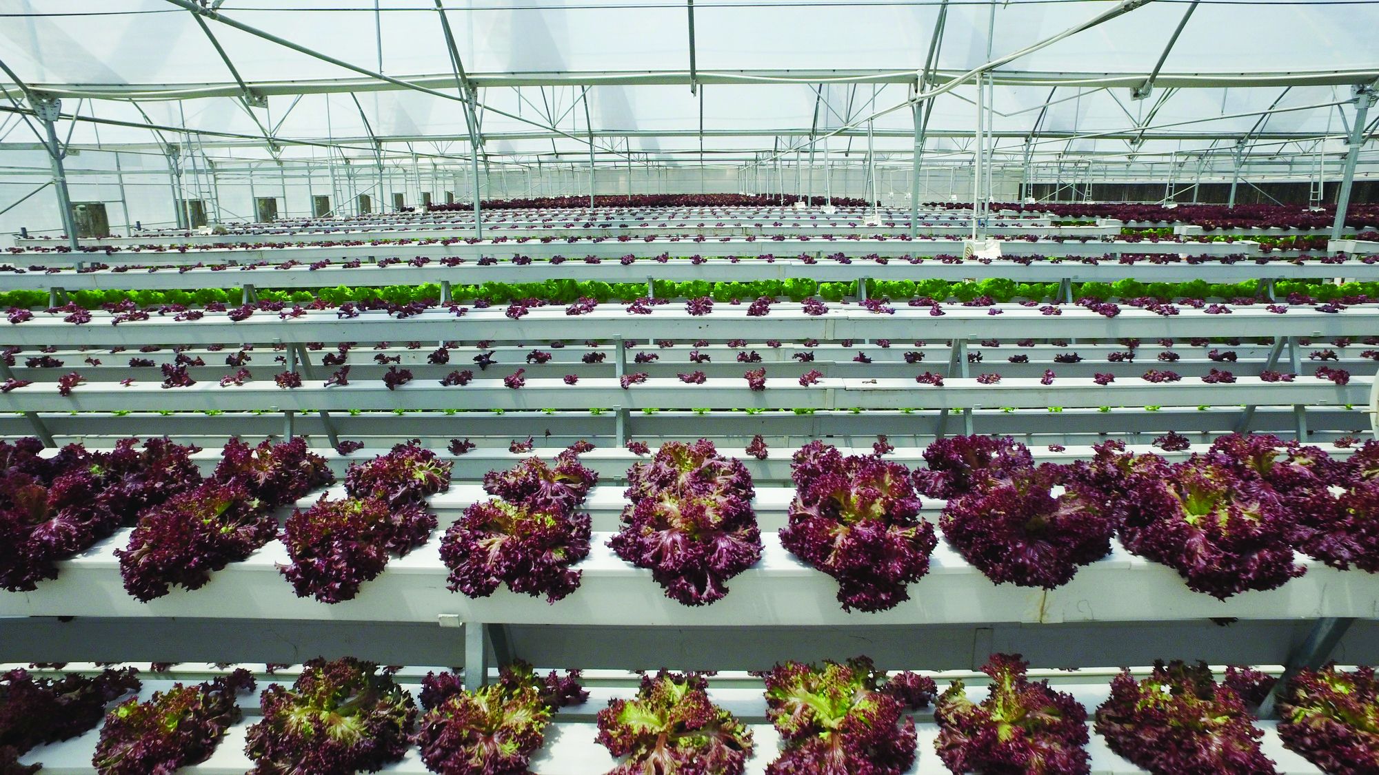A Better Tomorrow: Hydroponics can help countries achieve food security