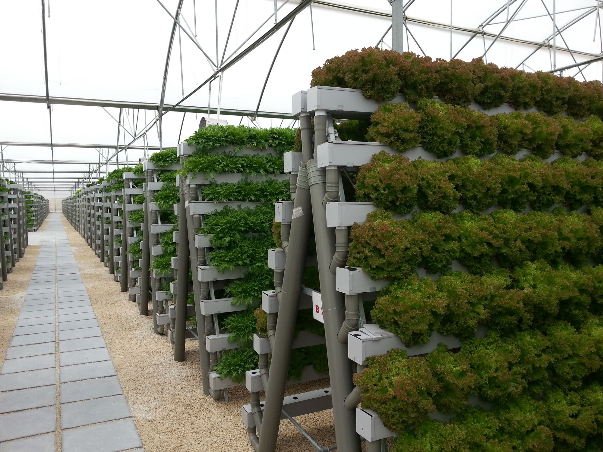 Pegasus' modern hydroponic farms