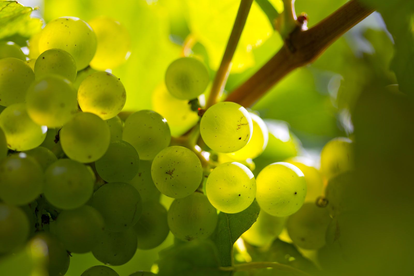 7 Of The Rarest Champagnes In The World | Tatler Asia