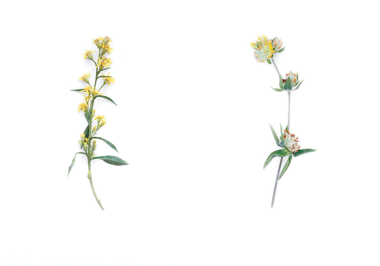 The anthyllis plant, which is the star of the Chanel Sublimage L’Essence Lumière, originates from the French Alpine region and is harvested only in June and July