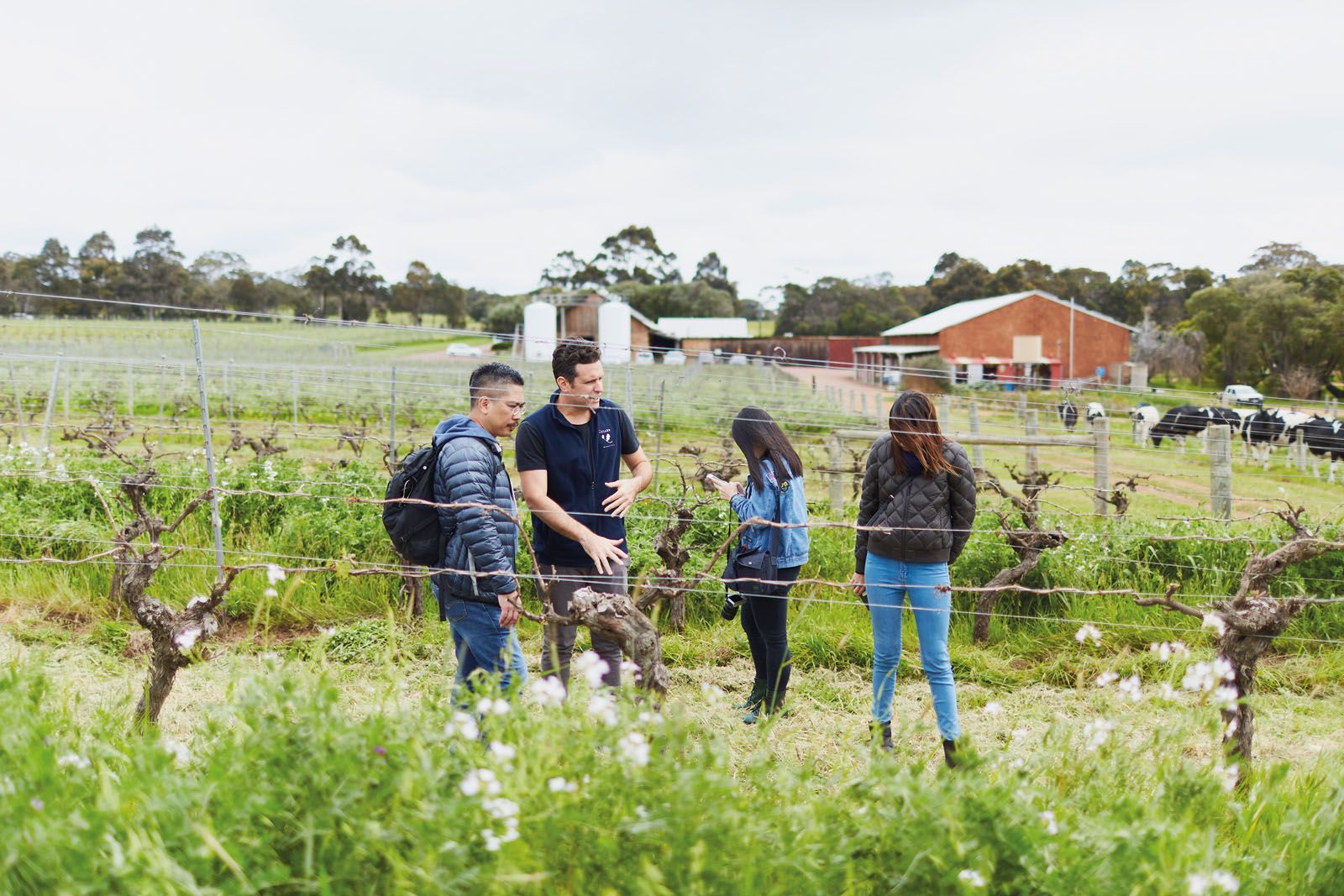 The writer (pictured extreme left) exploring the vineyard of Cullen Wines, which specialises in making biodynamic wines